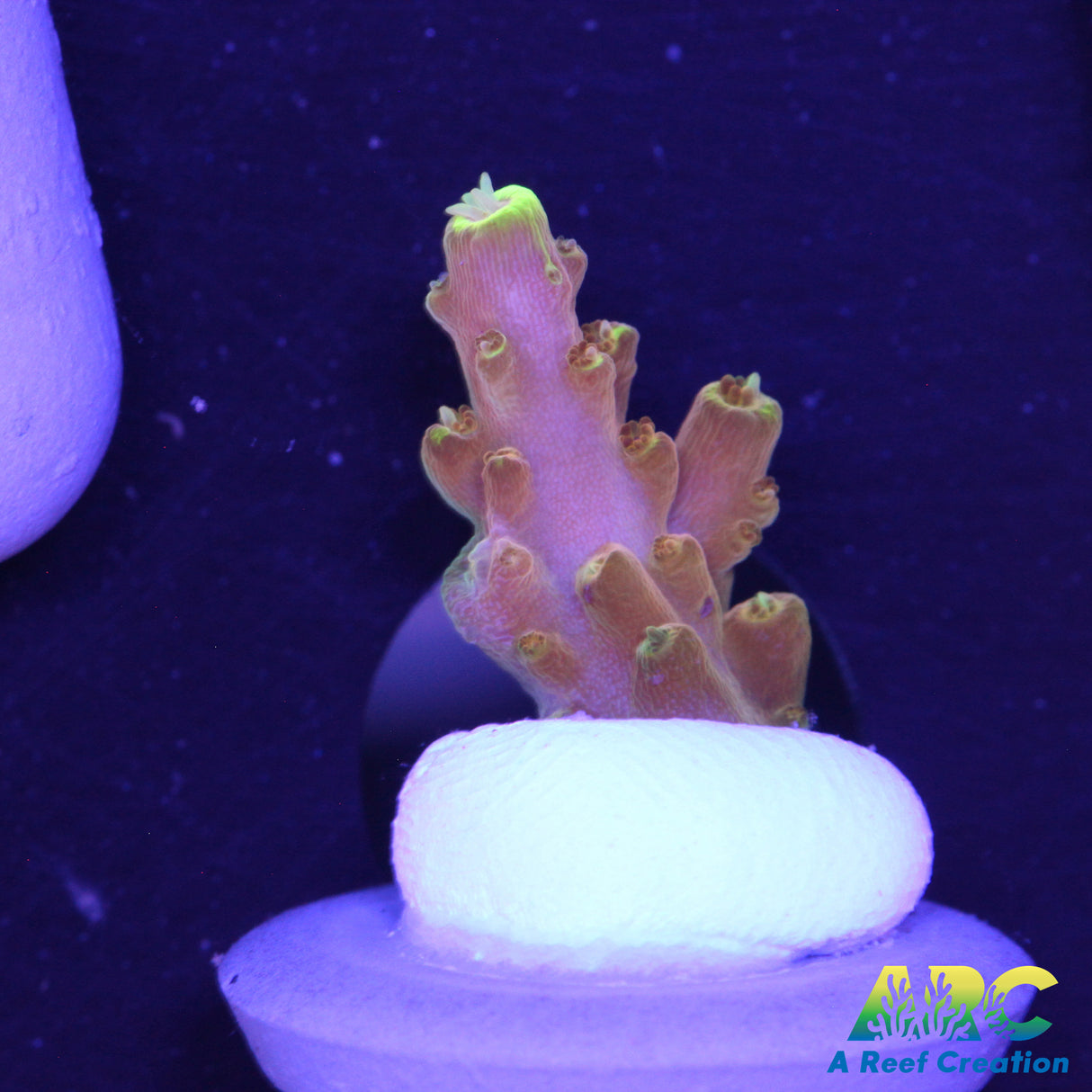 IA Golden Jaw Dropper