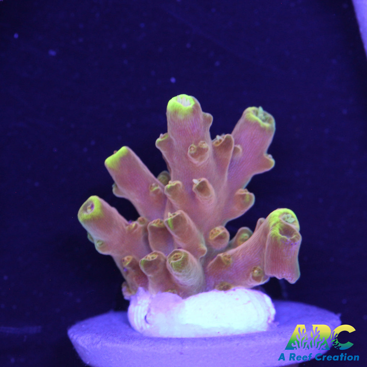 IA Golden Jaw Dropper