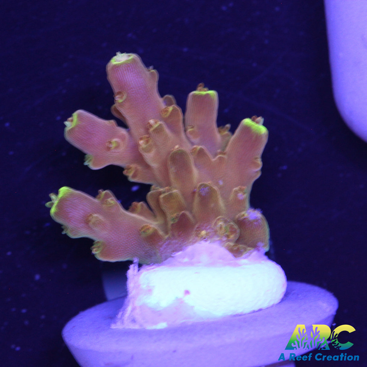 IA Golden Jaw Dropper