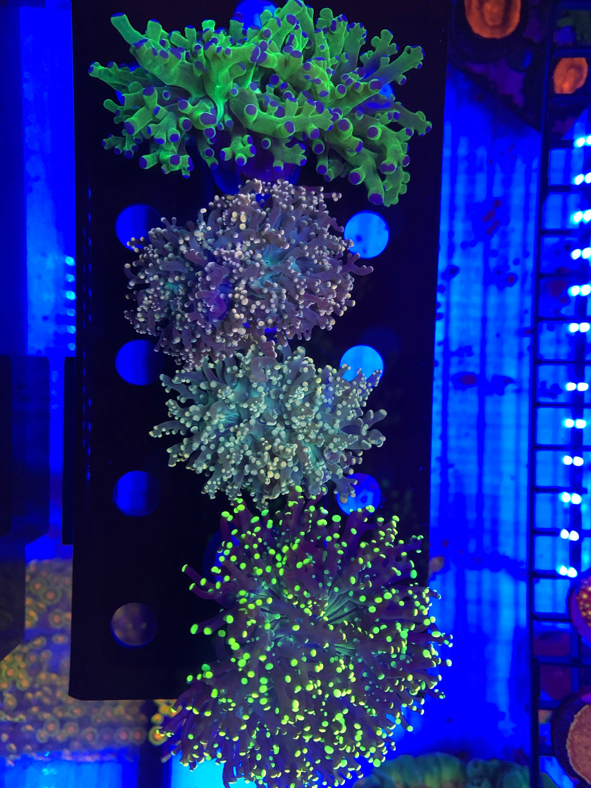 Custom Octospawn Pack