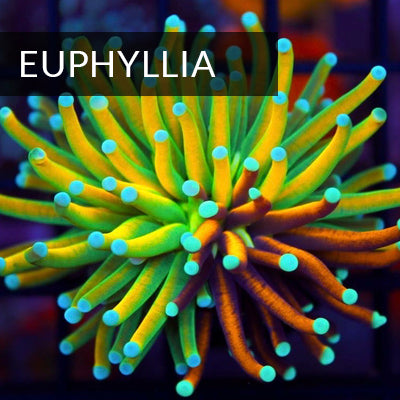 Euphyllia