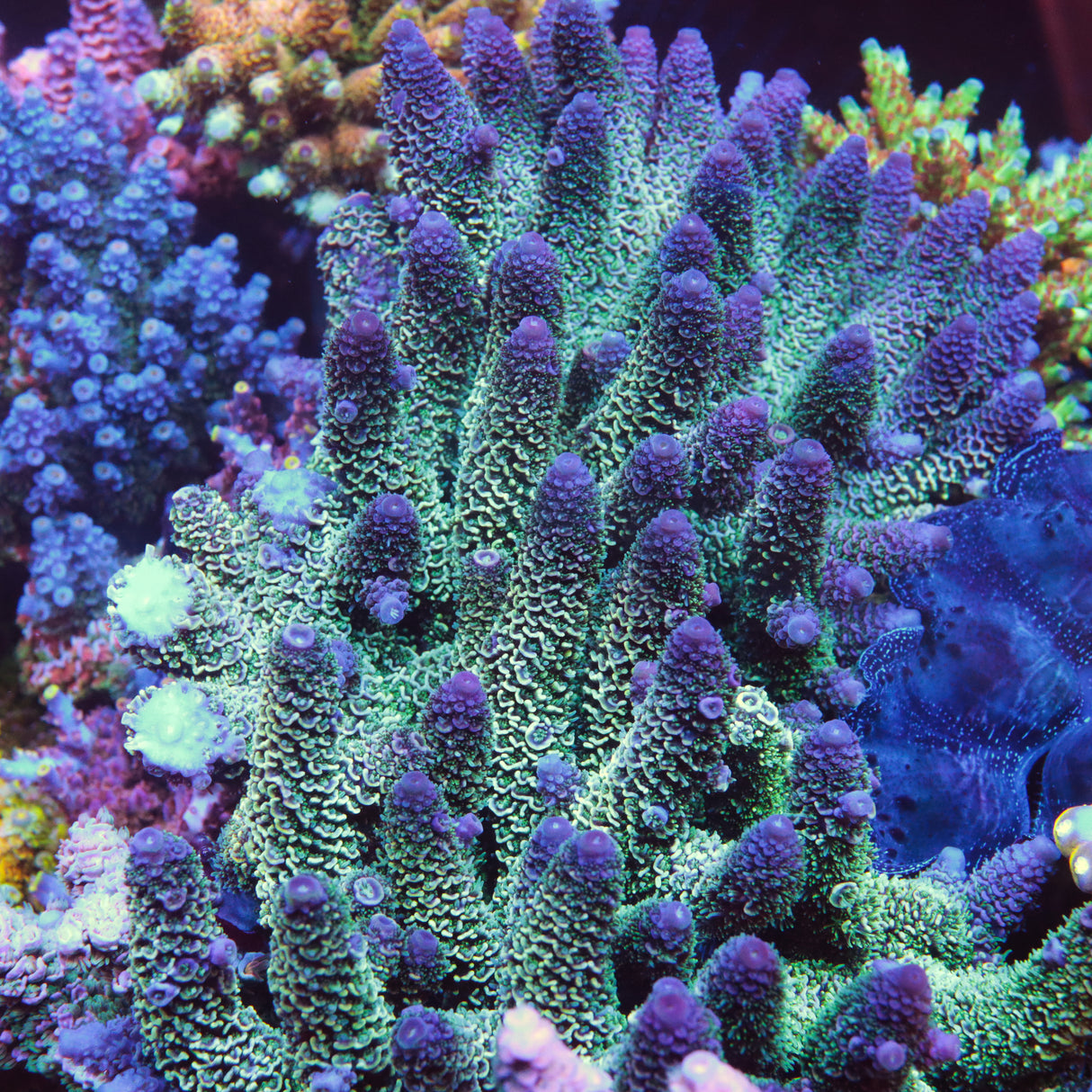 ARC Rainbow Spath Mother Colony