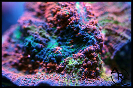 ARC Wanted Chalice 2.0