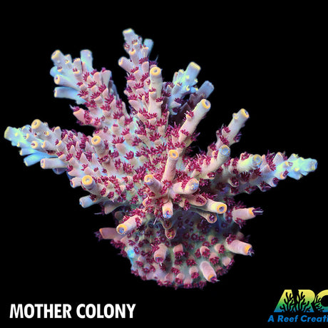 ARC Pomogranate Table