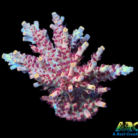 ARC Pomegranate Acro