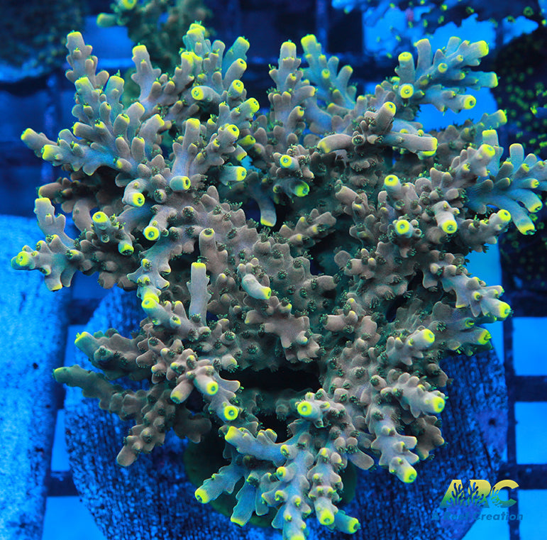 Large ARC Prince Acro