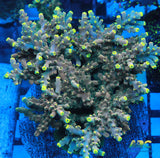 Large ARC Prince Acro