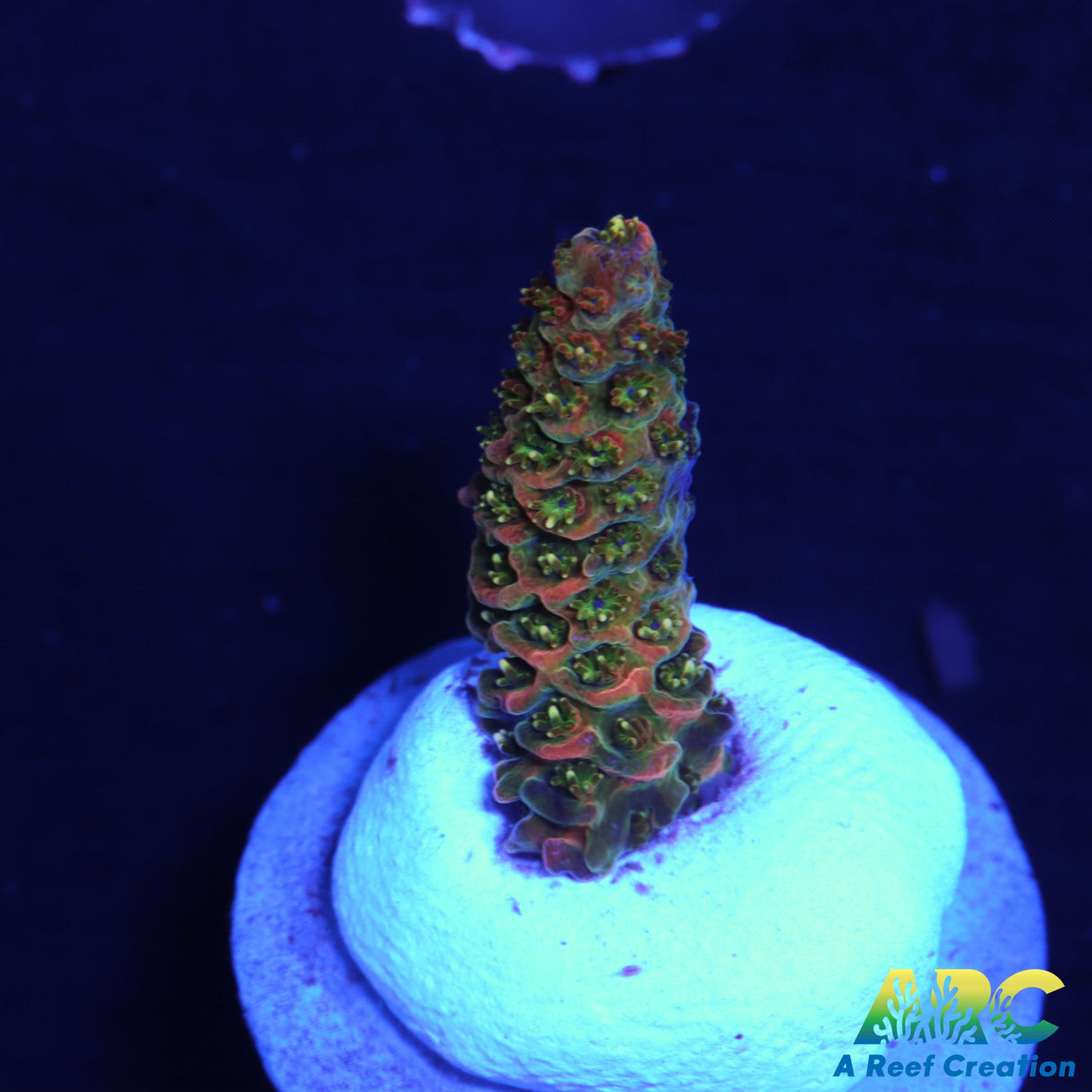 ASD Rainbow Milli