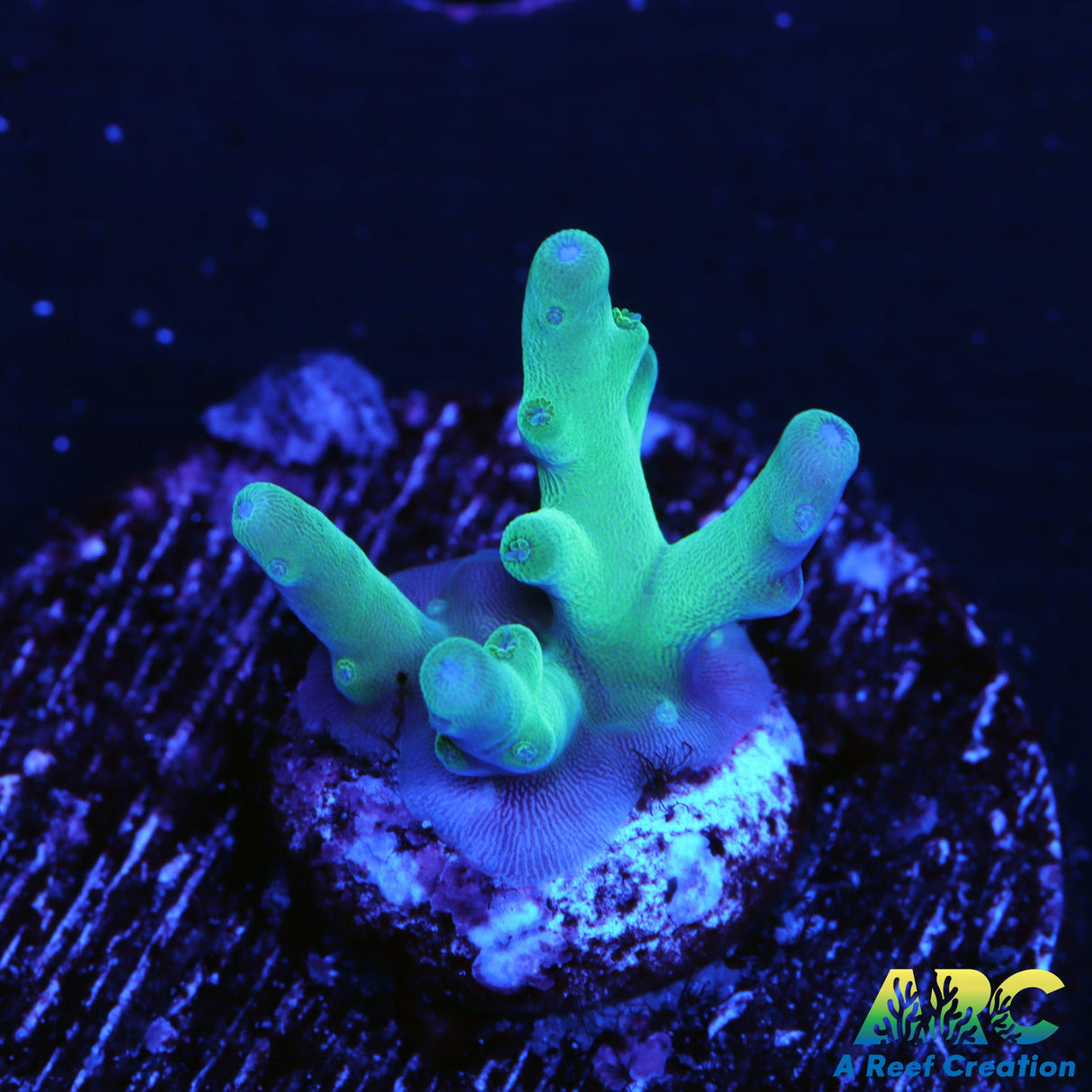 ARC Teal Navini Acro