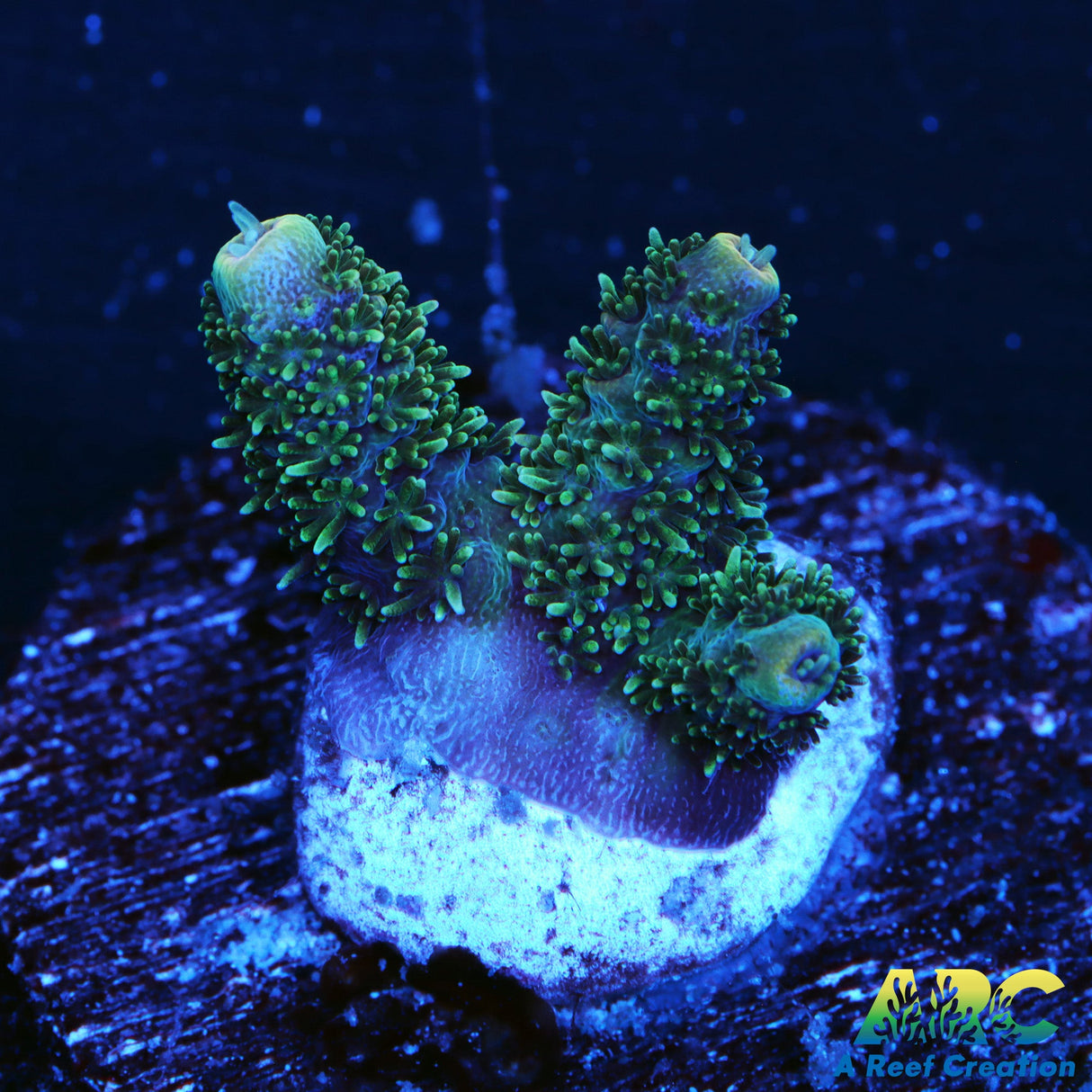 ARC Green Milli