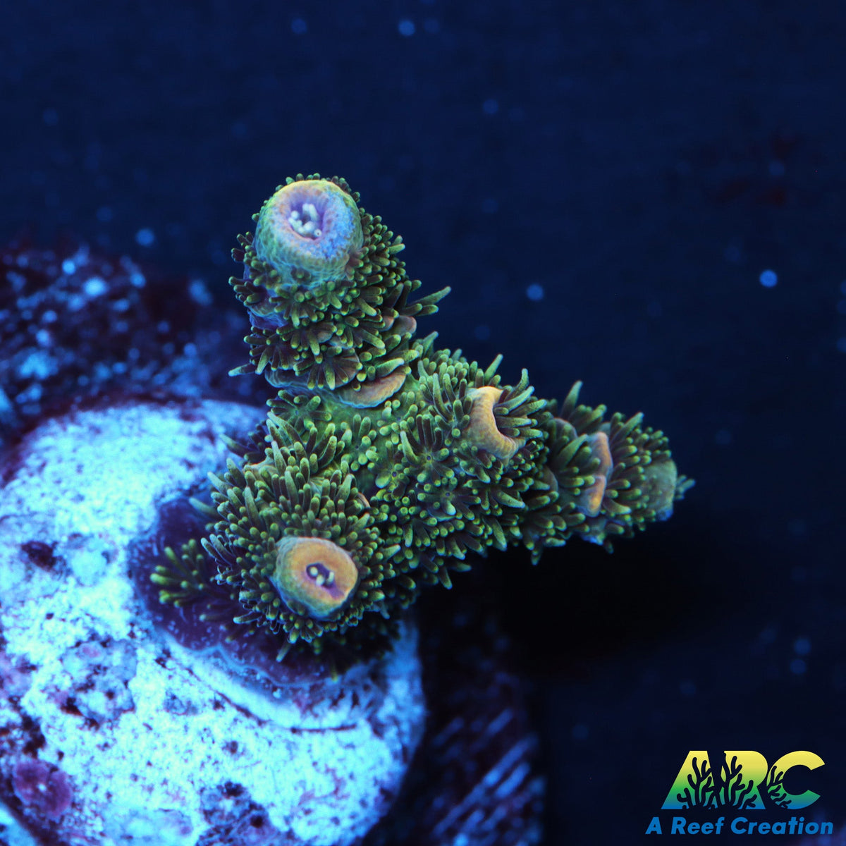 ARC Rainbow Spath – A Reef Creation