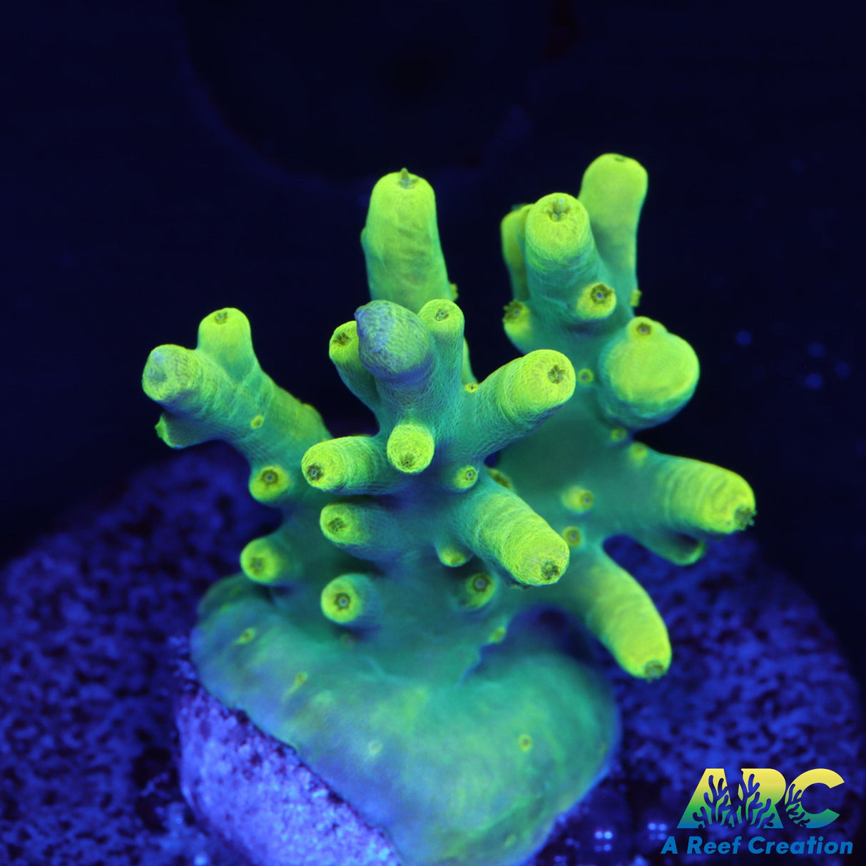 Pratt Reef Table