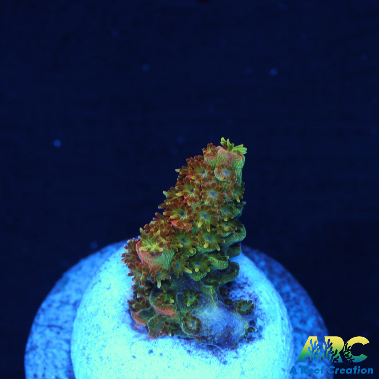 ASD Rainbow Milli