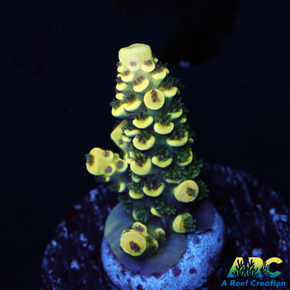 RRC Bananarama