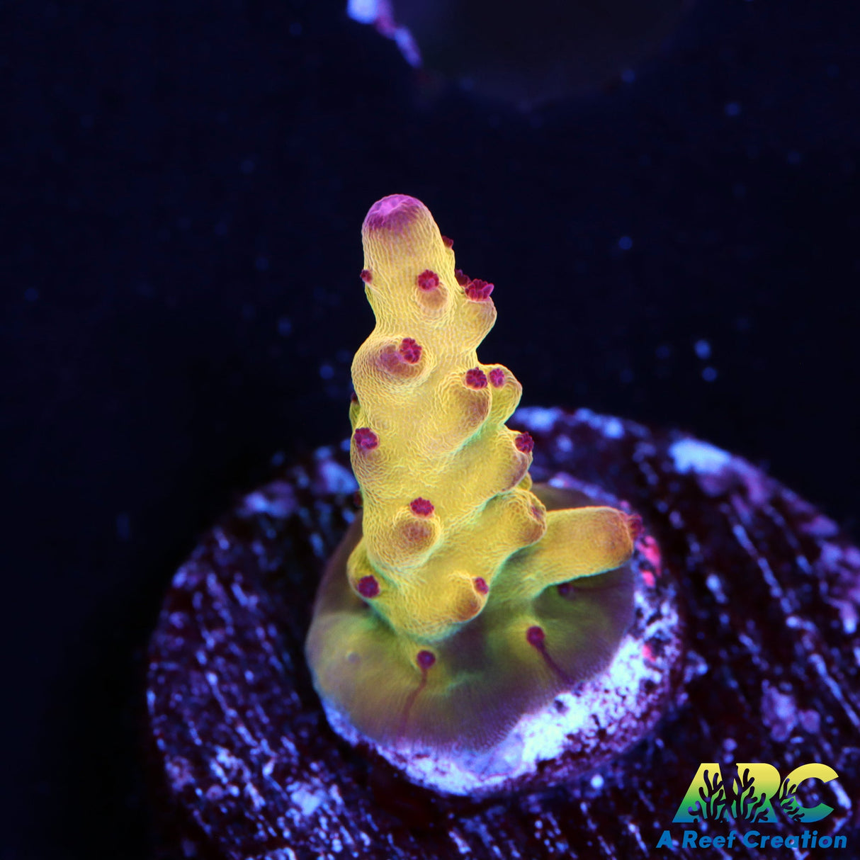 ARC Sands of Time Acro