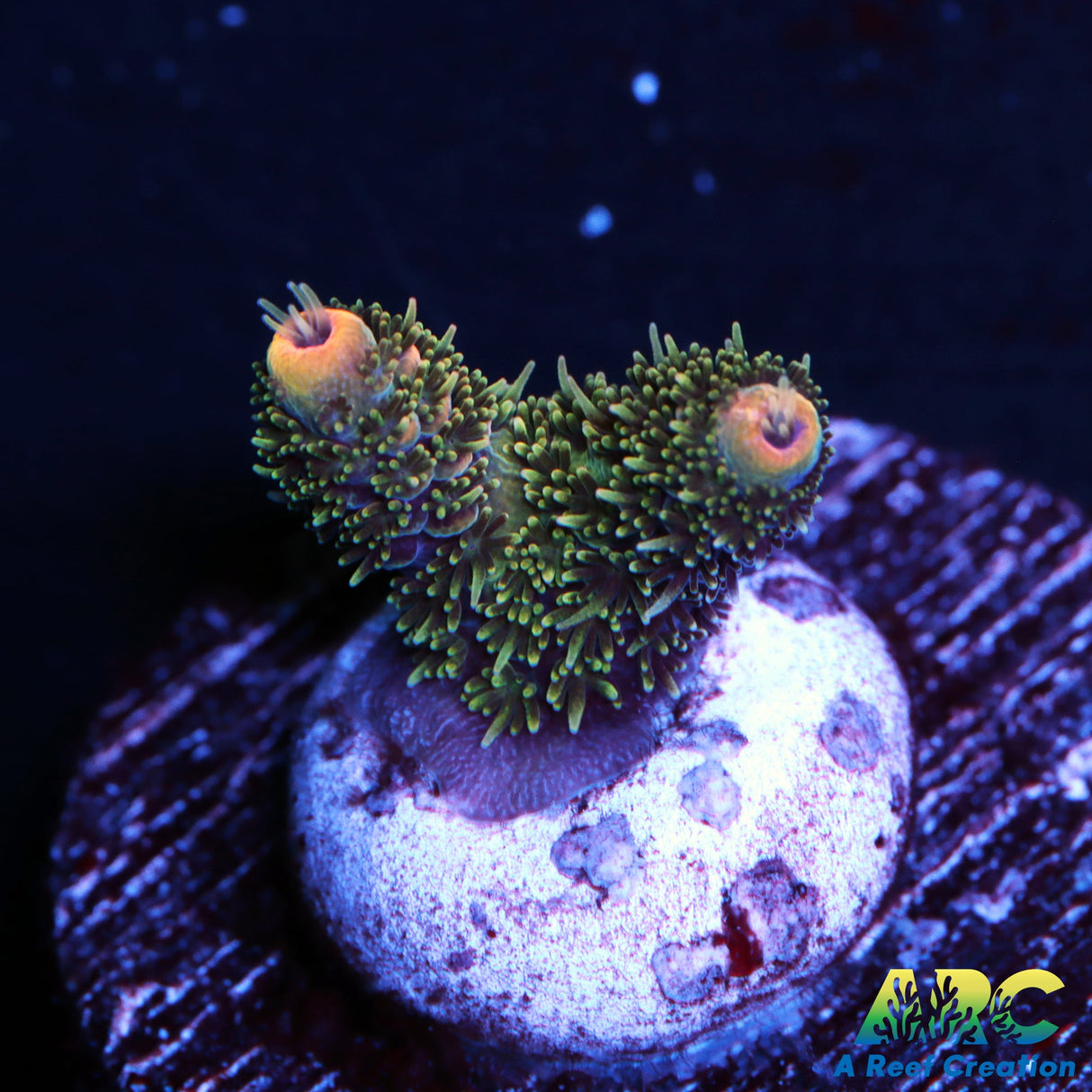 ARC Rainbow Spath