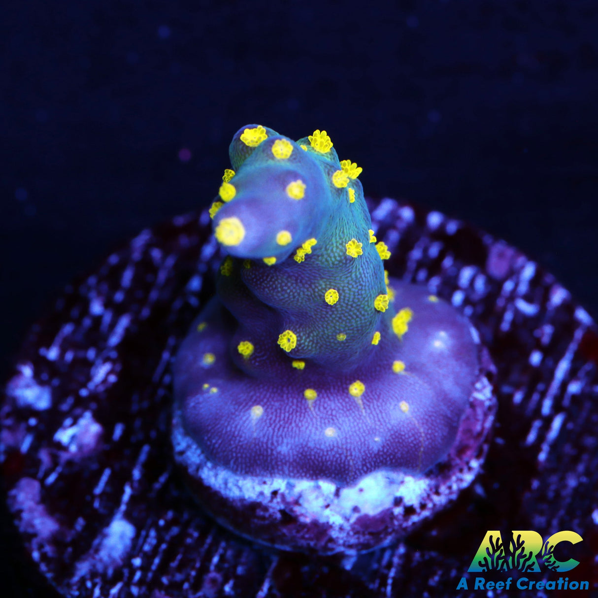 Bonsai Acro