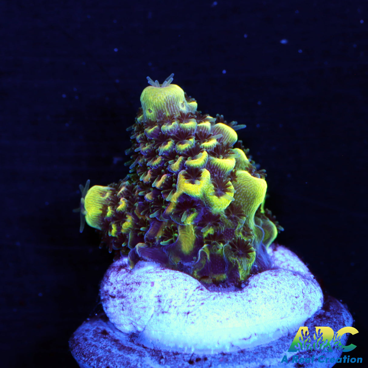RRC Bananarama