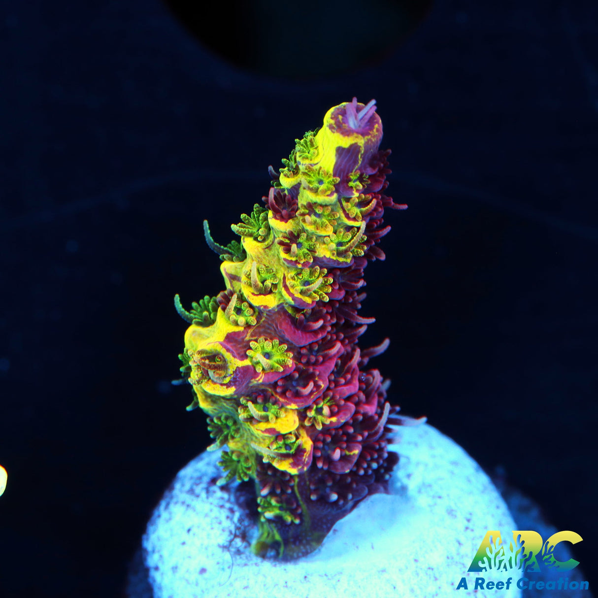 RRC Rainbow Splice
