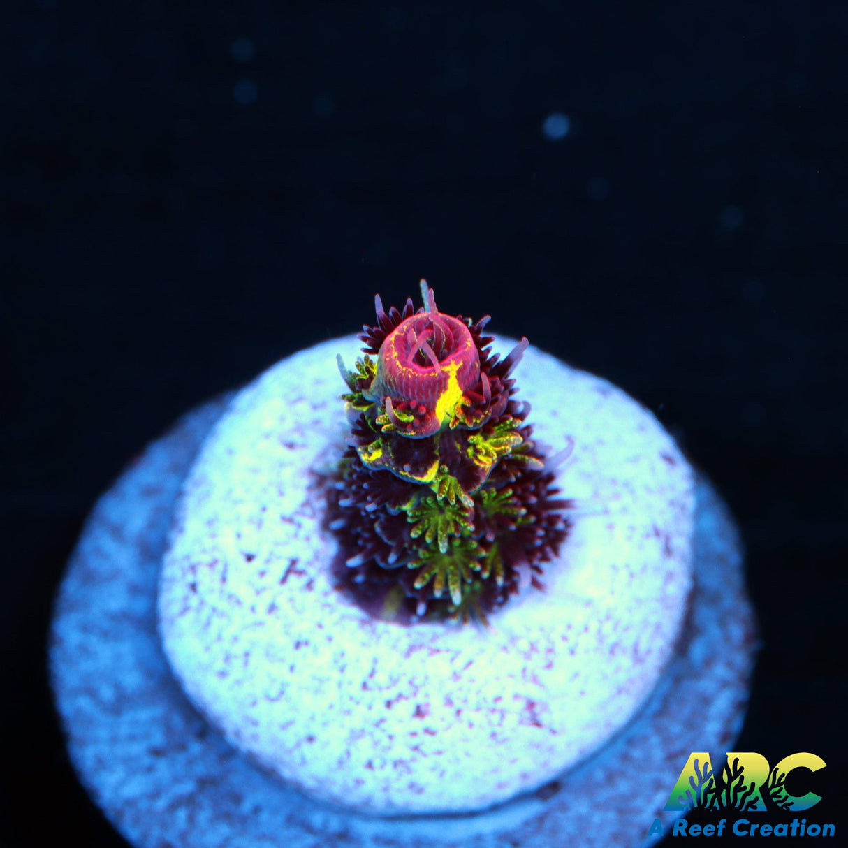 RRC Rainbow Splice