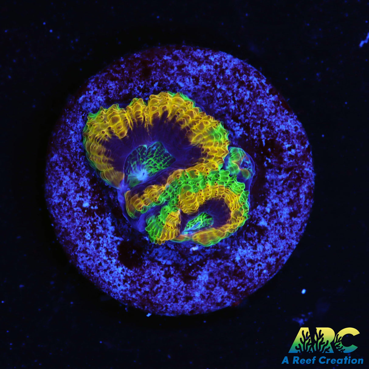 OG Mardi Gras Acan