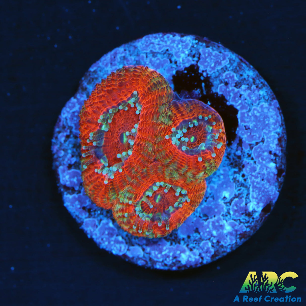 ARC Red Micromussa