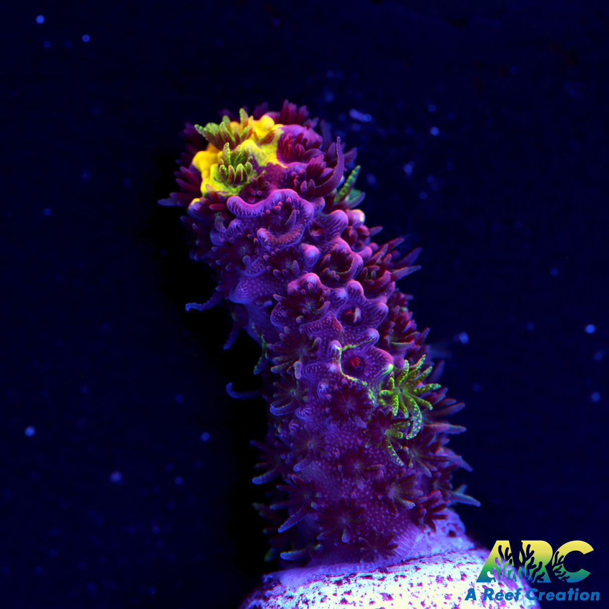 RRC Mostly Red Rainbow Splice Acro