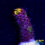 RRC Mostly Red Rainbow Splice Acro