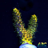 RRC Rainbow Splice Acro