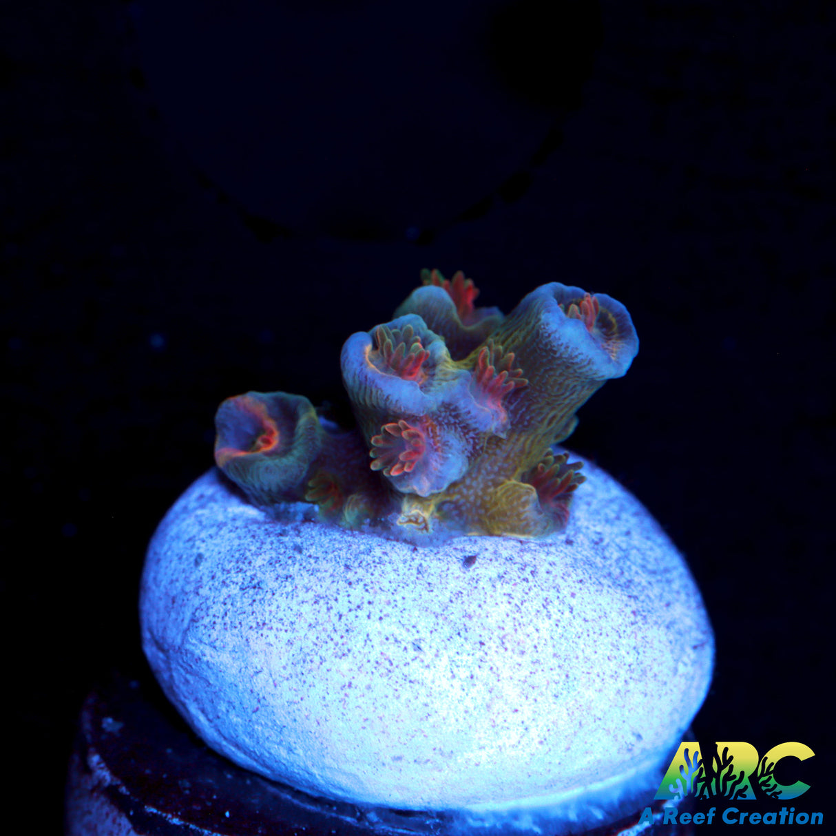 JF Blow Torch Acro