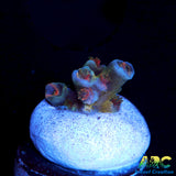 JF Blow Torch Acro