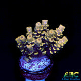 RRC Bananarama Acro