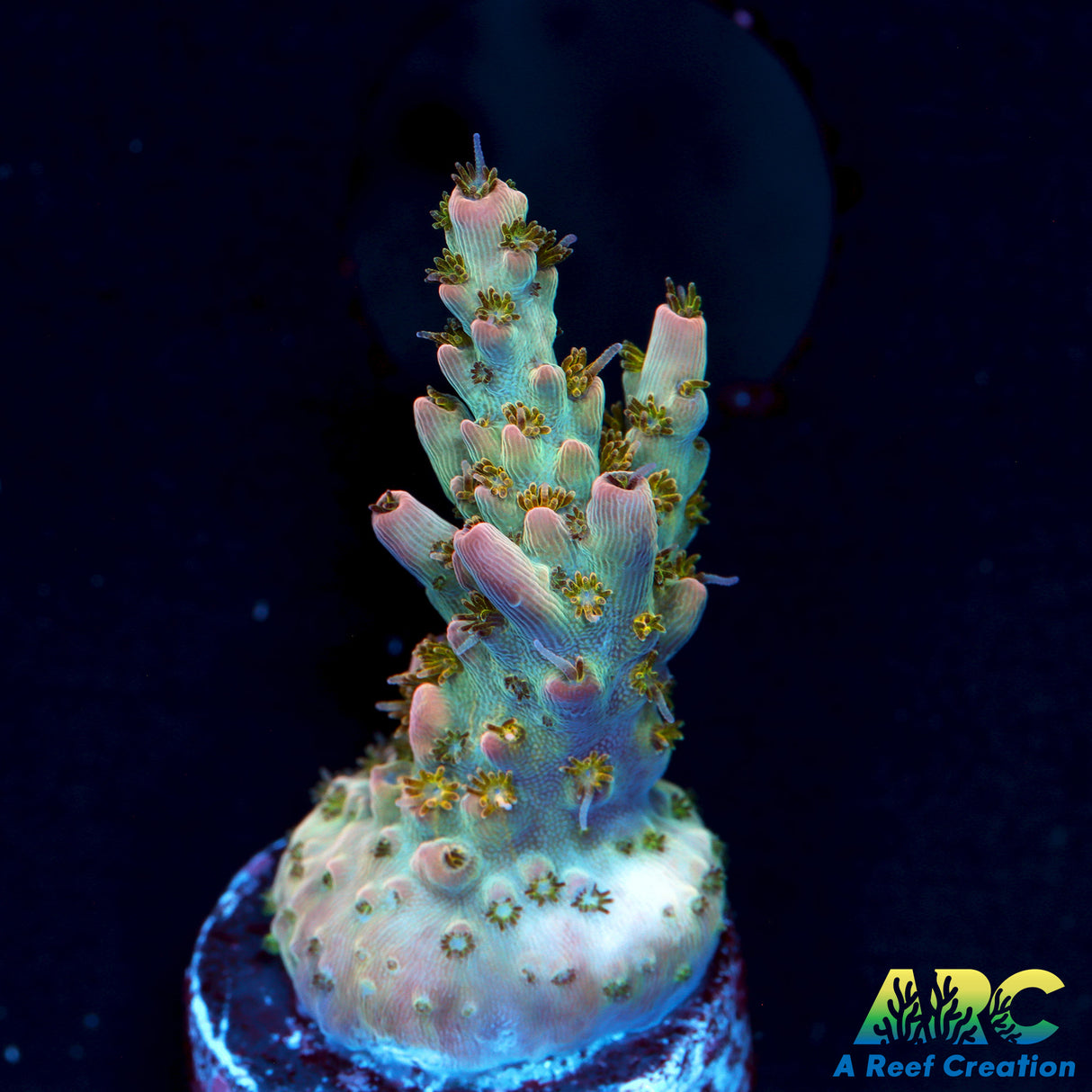 Greg's Unicorn Acro