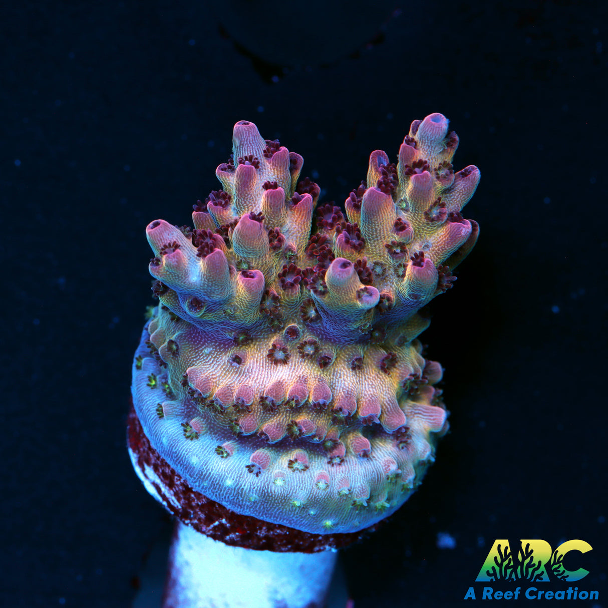 ARC Pomegranate