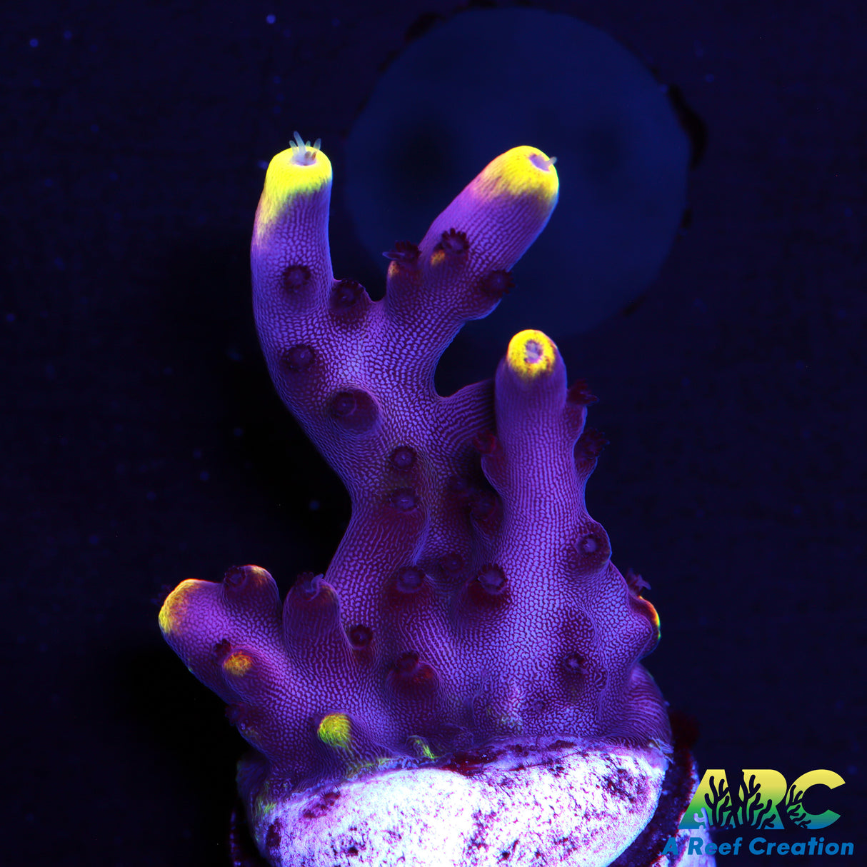 JF Fox Flame Acro