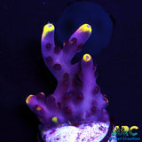JF Fox Flame Acro