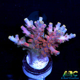 WWC Forgemaster Acro