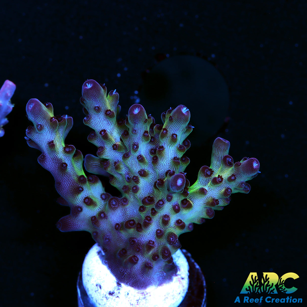 Lime Wonderland Acro