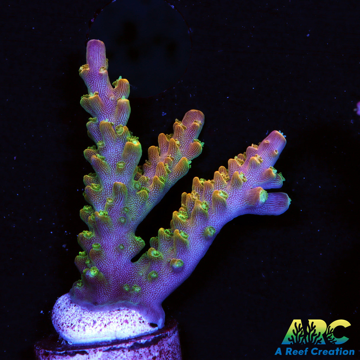 Vivid's Space Queen Acro