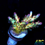 ARC Joe Cool Acro