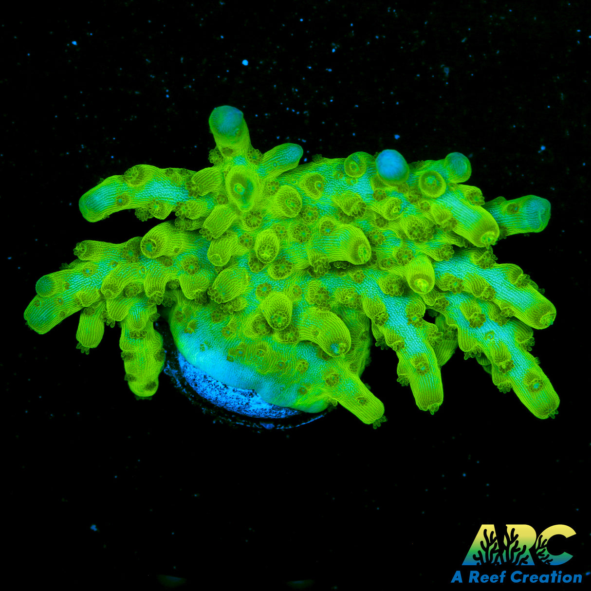 Copps Bright Green Efflo