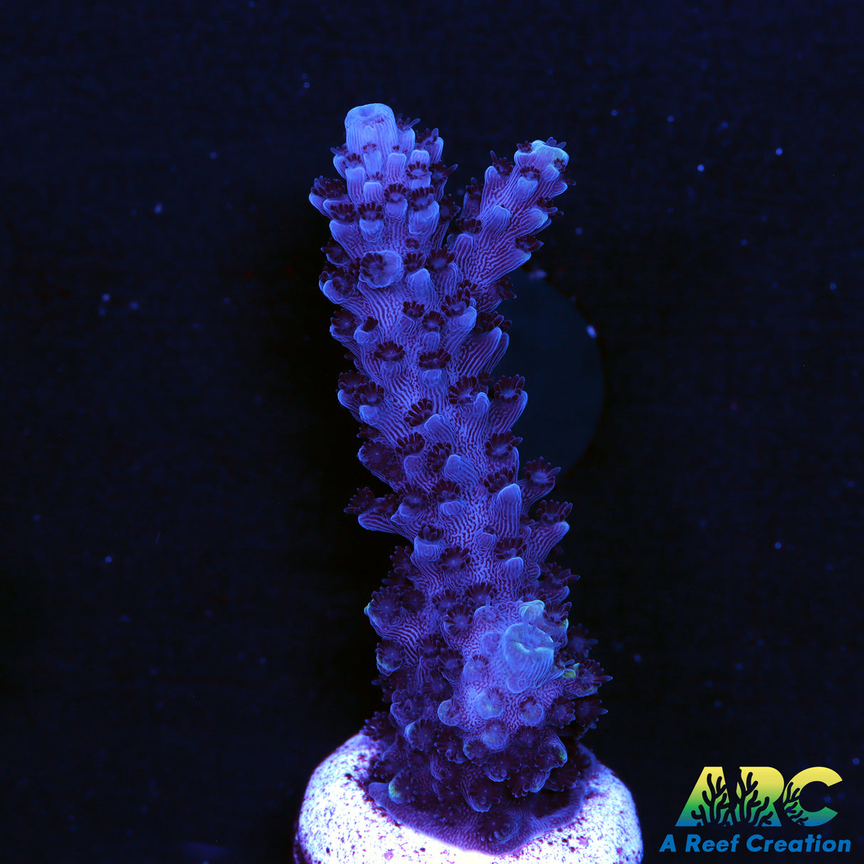 Sanjay's Purple Slimmer Acro