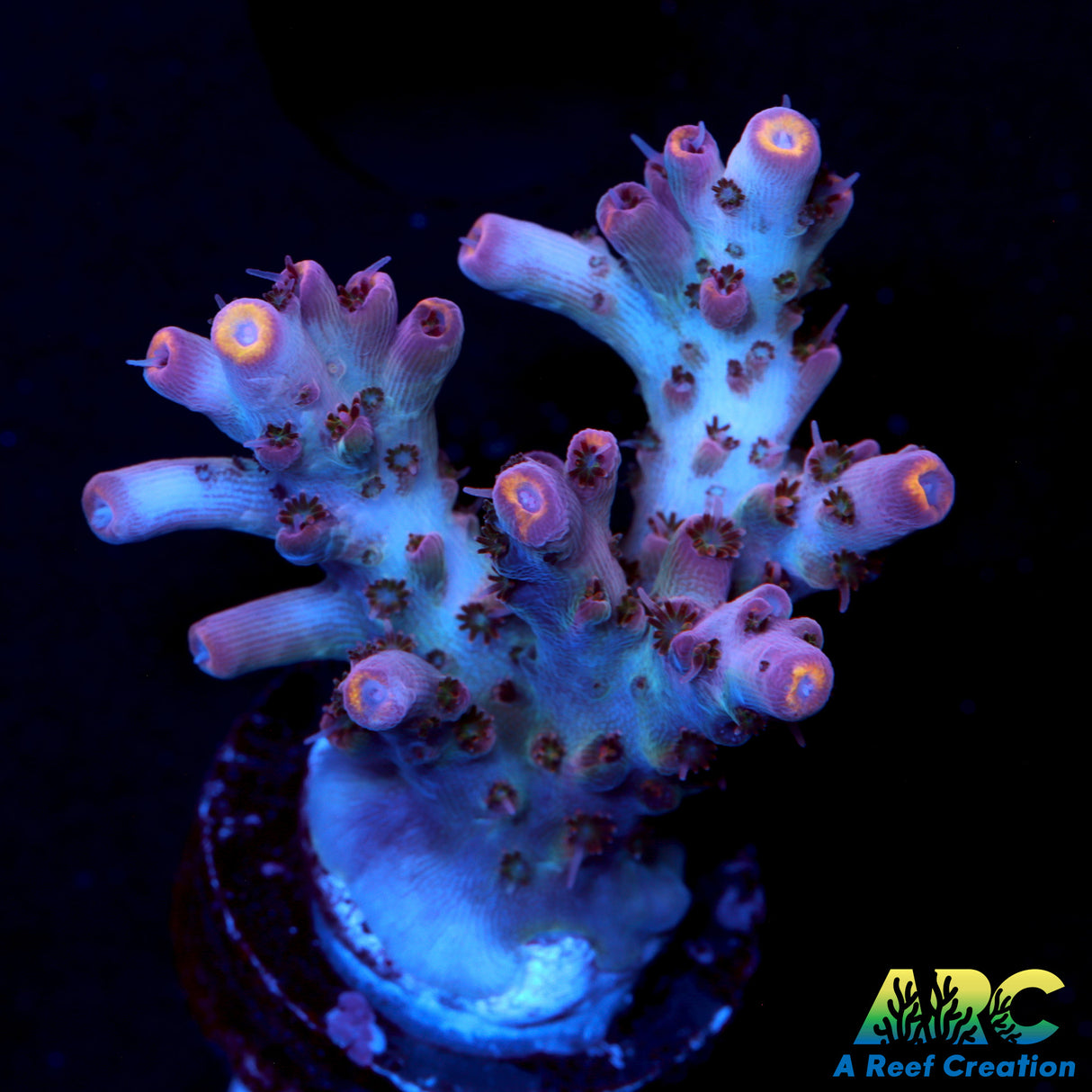 ARC Ifrit Acro
