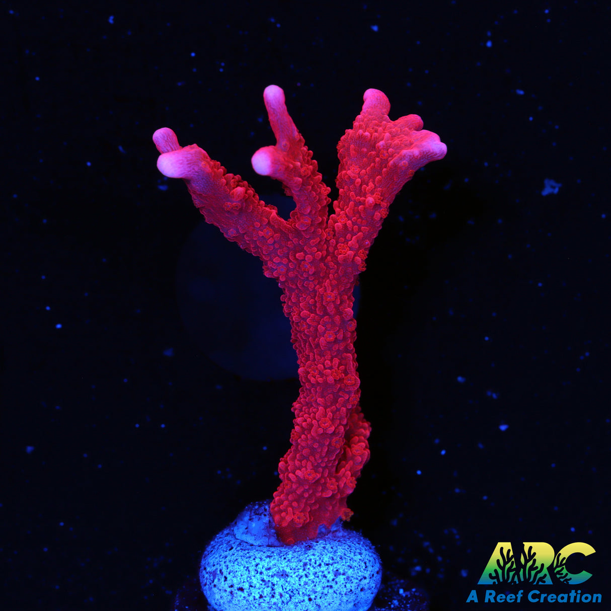 Manila Spy Montipora