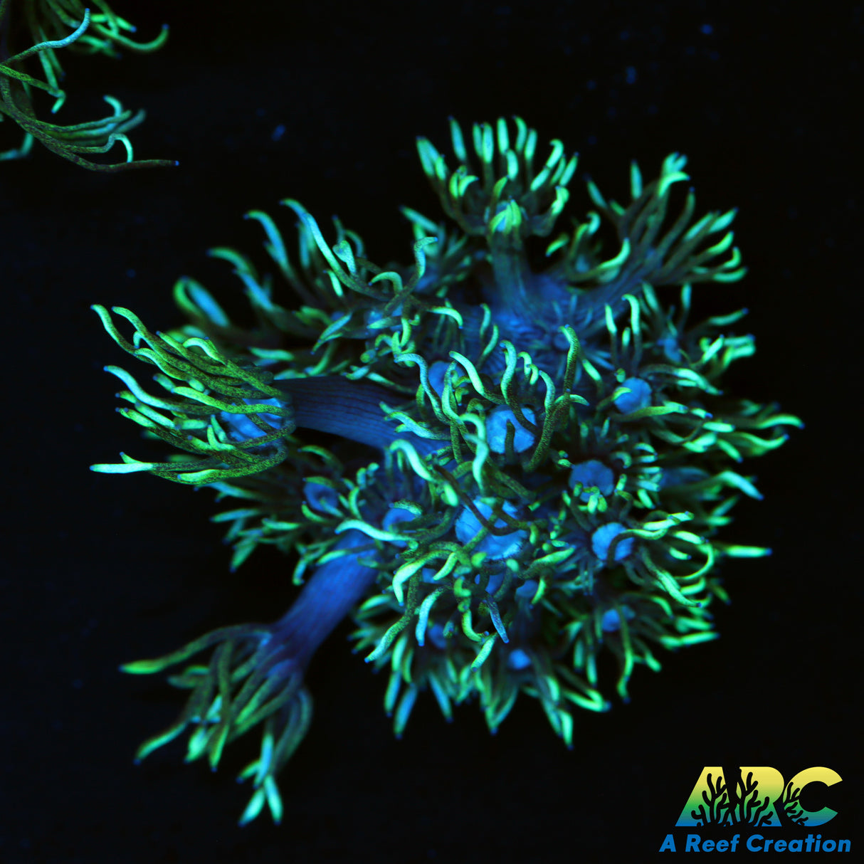ARC Black Light Goni