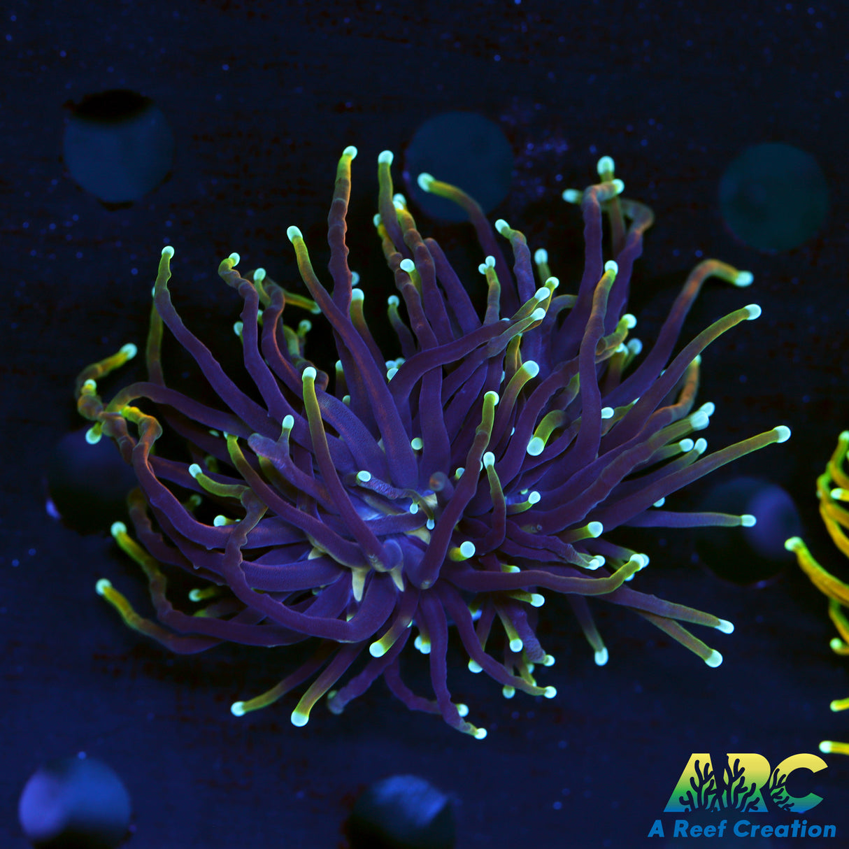 ARC Jester Torch