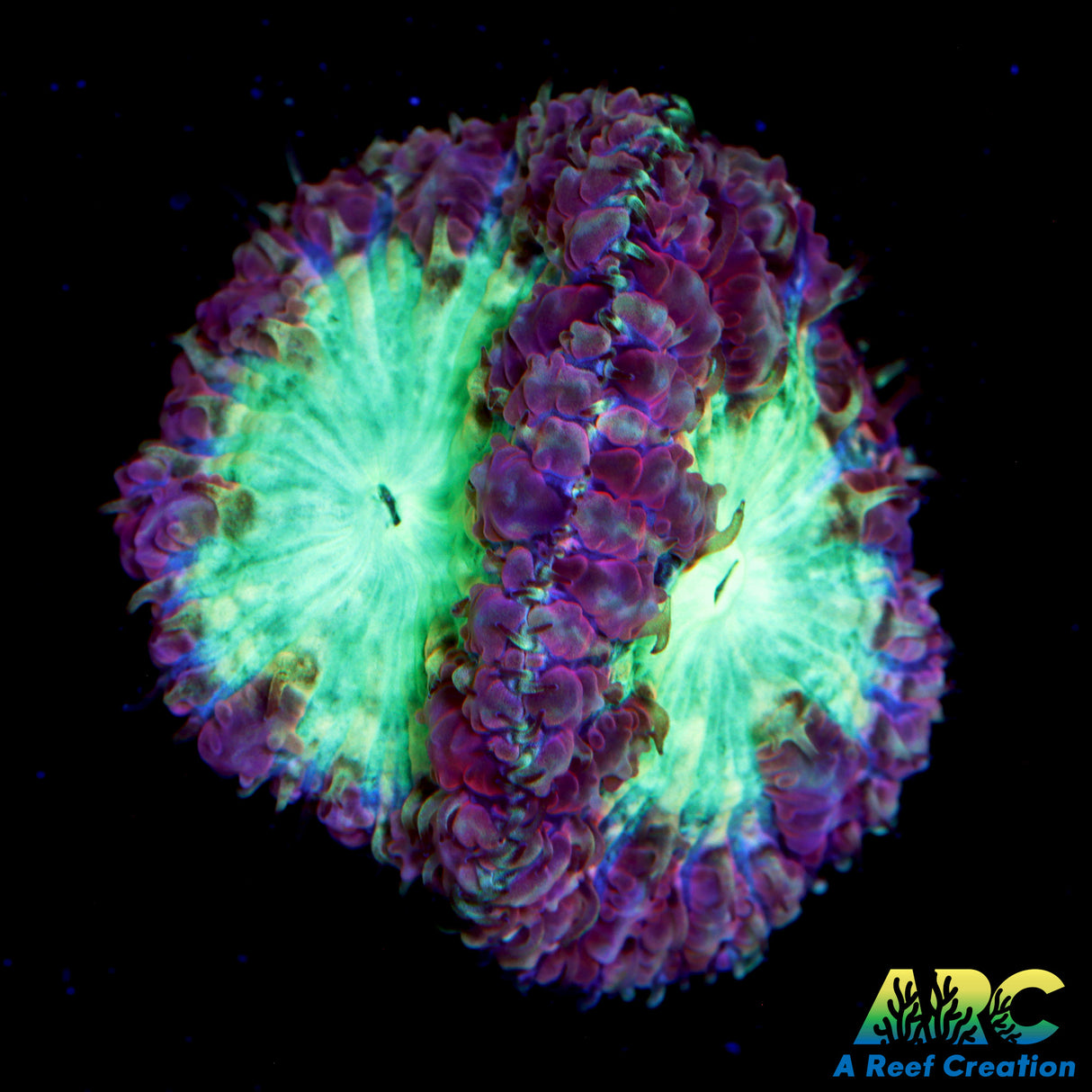 ARC Bubble Yum Blasto