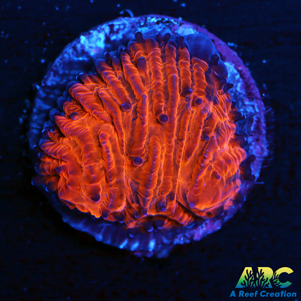 Orange Tounge Plate