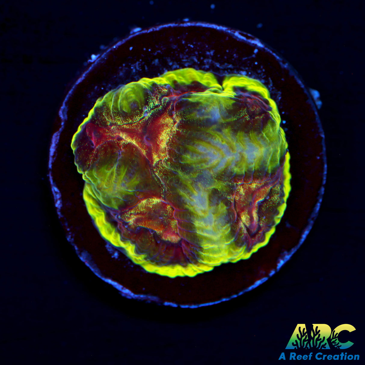 ARC Internal Flame Platy