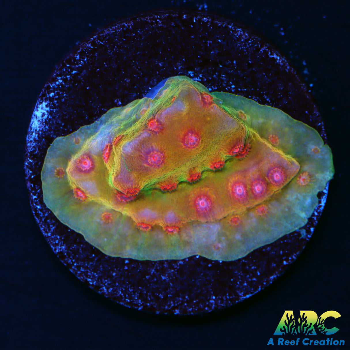 Defcon Cyphastrea